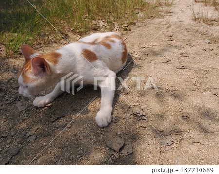 公園の地域猫達 137710689