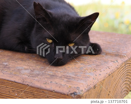 公園の地域猫達 公園の地域猫達 137710701