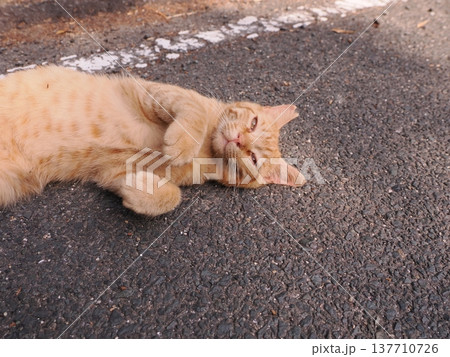公園の地域猫達 137710726