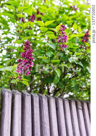 Close up of bright purple lilac flower clusters blooming among blurred green leaves above a wooden fence. Syringa vulgaris. Selective focus 137710802