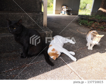 コロニーで暮らす可愛い桜猫 コロニーで暮らす可愛い桜猫 137710815