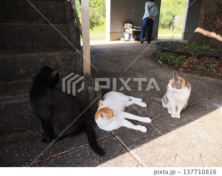 コロニーで暮らす可愛い桜猫 コロニーで暮らす可愛い桜猫 137710816