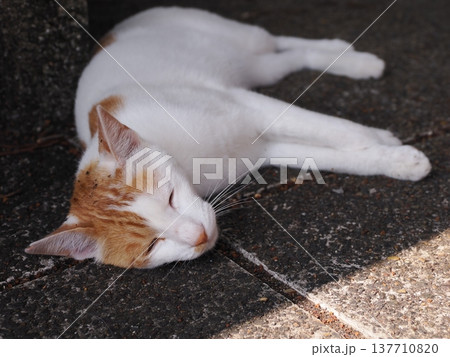 コロニーで暮らす可愛い桜猫 コロニーで暮らす可愛い桜猫 137710820