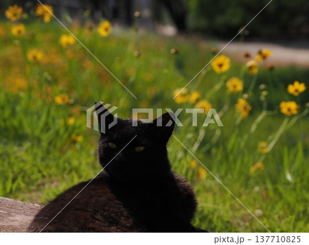 コロニーで暮らす可愛い桜猫 コロニーで暮らす可愛い桜猫 137710825