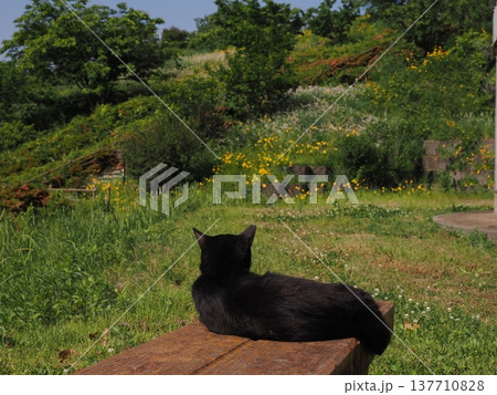 コロニーで暮らす可愛い桜猫 コロニーで暮らす可愛い桜猫 137710828