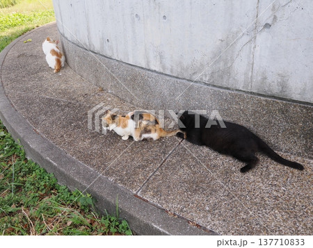 コロニーで暮らす可愛い桜猫 137710833