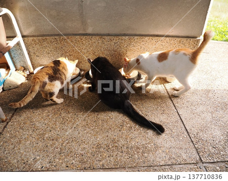 コロニーで暮らす可愛い桜猫 コロニーで暮らす可愛い桜猫 137710836