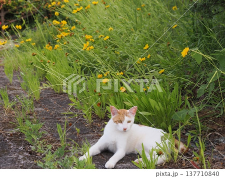 コロニーで暮らす可愛い桜猫 コロニーで暮らす可愛い桜猫 137710840
