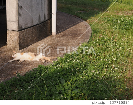コロニーで暮らす可愛い桜猫 コロニーで暮らす可愛い桜猫 137710854