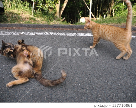コロニーで暮らす可愛い桜猫 コロニーで暮らす可愛い桜猫 137710861