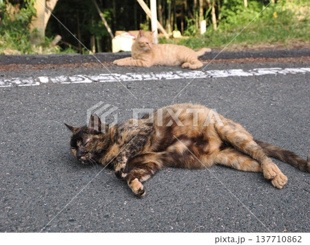 コロニーで暮らす可愛い桜猫 コロニーで暮らす可愛い桜猫 137710862