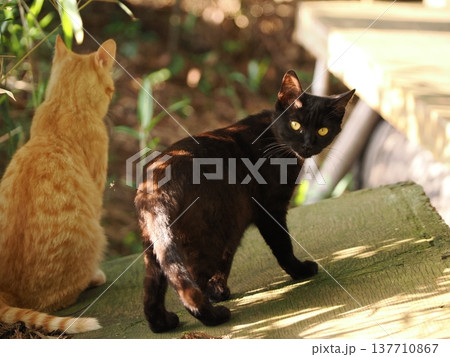 コロニーで暮らす可愛い桜猫 137710867