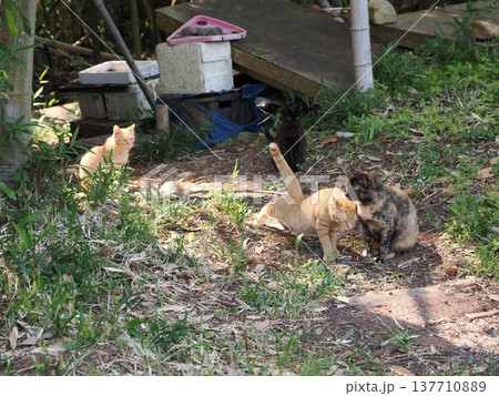 コロニーで暮らす可愛い桜猫 137710889