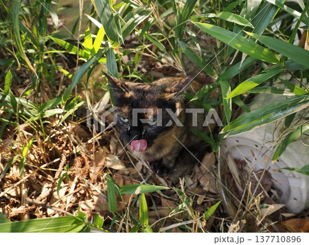 コロニーで暮らす可愛い桜猫 コロニーで暮らす可愛い桜猫 137710896