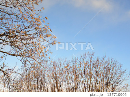 凍り付くような寒い朝の雑木林 137710903