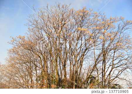 凍り付くような寒い朝の雑木林 137710905