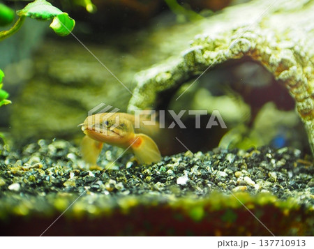 隠れ家から顔を出す古代魚ポリプテルス 隠れ家から顔を出す古代魚ポリプテルス 137710913