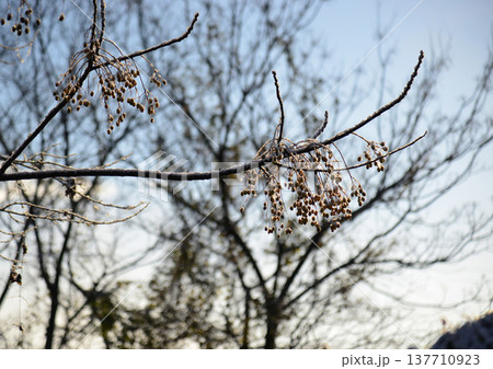 凍り付くような寒い朝の雑木林 凍り付くような寒い朝の雑木林 137710923