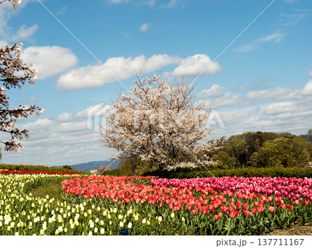 チューリップの花壇と桜の木、青空添えて チューリップの花壇と桜の木、青空添えて 137711167