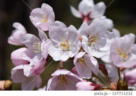満開のサクラ 満開のサクラ 137711232