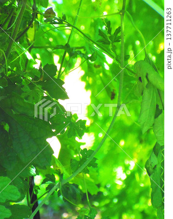 ゴーヤ（ツルレイシ）の葉が繁茂している夏のゴーヤ畑の風景 137711263
