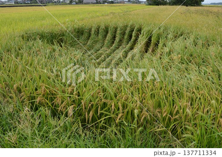 倒れた稲穂 収穫前の田園 倒れた稲穂 収穫前の田園 137711334