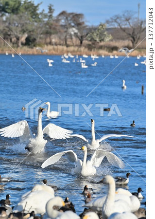 冬の瓢湖と白鳥（新潟県阿賀野市） 137712043