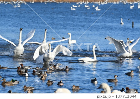 冬の瓢湖と白鳥（新潟県阿賀野市） 137712044