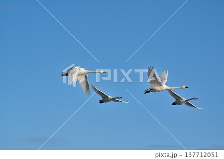 冬の瓢湖と白鳥(新潟県阿賀野市) 冬の瓢湖と白鳥(新潟県阿賀野市) 137712051