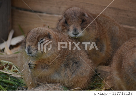 高知 動物県 四国 高知県立のいち動物公園 モルモット 高知 動物県 四国 高知県立のいち動物公園 モルモット 137712128
