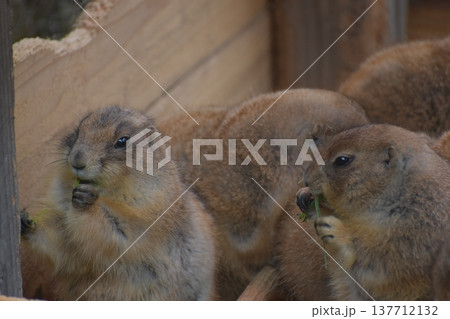 高知　動物県　四国　高知県立のいち動物公園　モルモット 137712132