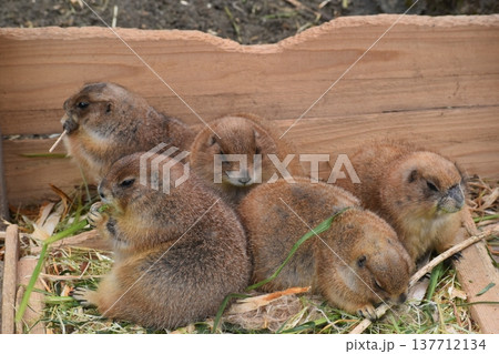 高知 動物県 四国 高知県立のいち動物公園 モルモット 高知 動物県 四国 高知県立のいち動物公園 モルモット 137712134