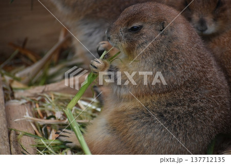 高知 動物県 四国 高知県立のいち動物公園 モルモット 高知 動物県 四国 高知県立のいち動物公園 モルモット 137712135