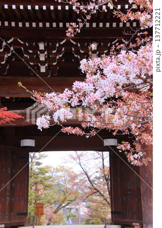 京都　くろ谷金戒光明寺の桜風景 137712221