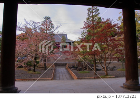 京都　くろ谷金戒光明寺の桜風景 137712223