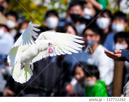 オウムさんから君に花束のプレゼント オウムさんから君に花束のプレゼント 137712262