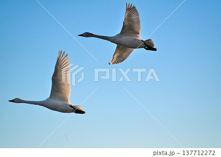 冬の瓢湖と白鳥(新潟県阿賀野市) 冬の瓢湖と白鳥(新潟県阿賀野市) 137712272
