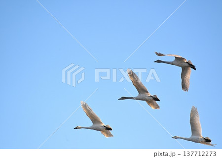 冬の瓢湖と白鳥（新潟県阿賀野市） 137712273