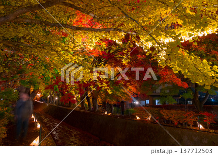 【もみじ回廊の紅葉 河口湖】 【もみじ回廊の紅葉 河口湖】 137712503