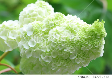 可愛い紫陽花の花びら 可愛い紫陽花の花びら 137712578