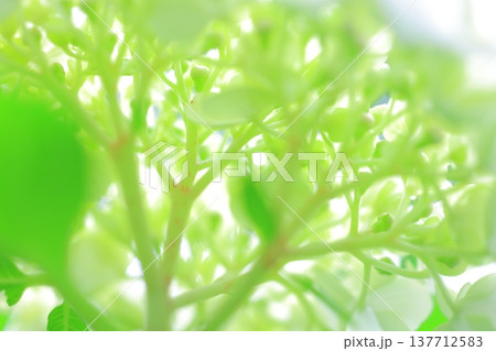 可愛い紫陽花の花びら 可愛い紫陽花の花びら 137712583