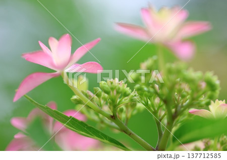 可愛い紫陽花の花びら 137712585