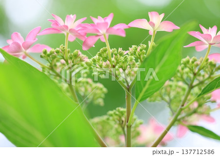 可愛い紫陽花の花びら 可愛い紫陽花の花びら 137712586