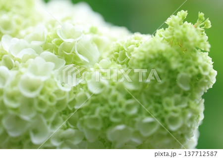 可愛い紫陽花の花びら 137712587