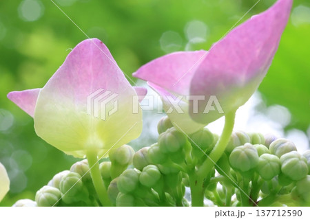 可愛い紫陽花の花びら 可愛い紫陽花の花びら 137712590