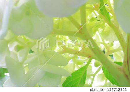可愛い紫陽花の花びら 可愛い紫陽花の花びら 137712591