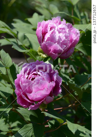 鎌田錦　ボタンの花 137712657