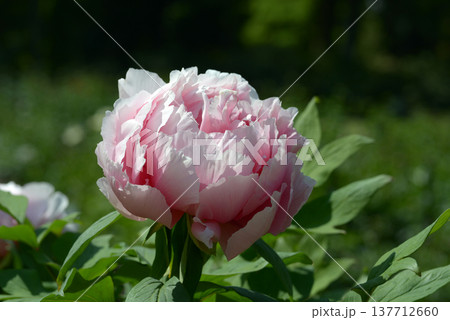 向原　ボタンの花 137712660