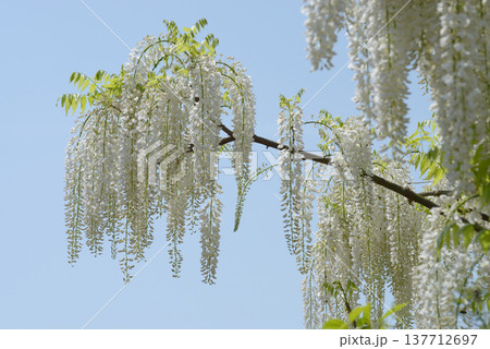 白藤 白藤 137712697