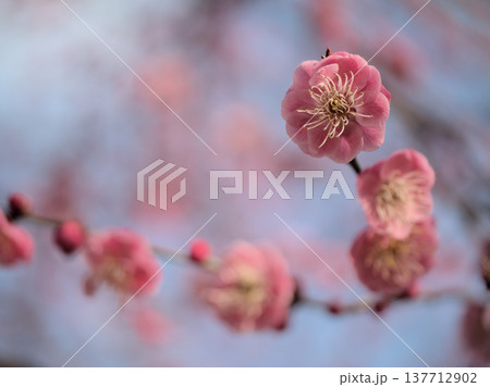 晴れた3月に美しく咲いた紅い梅の花「江南所無（コウナンショム）」 137712902